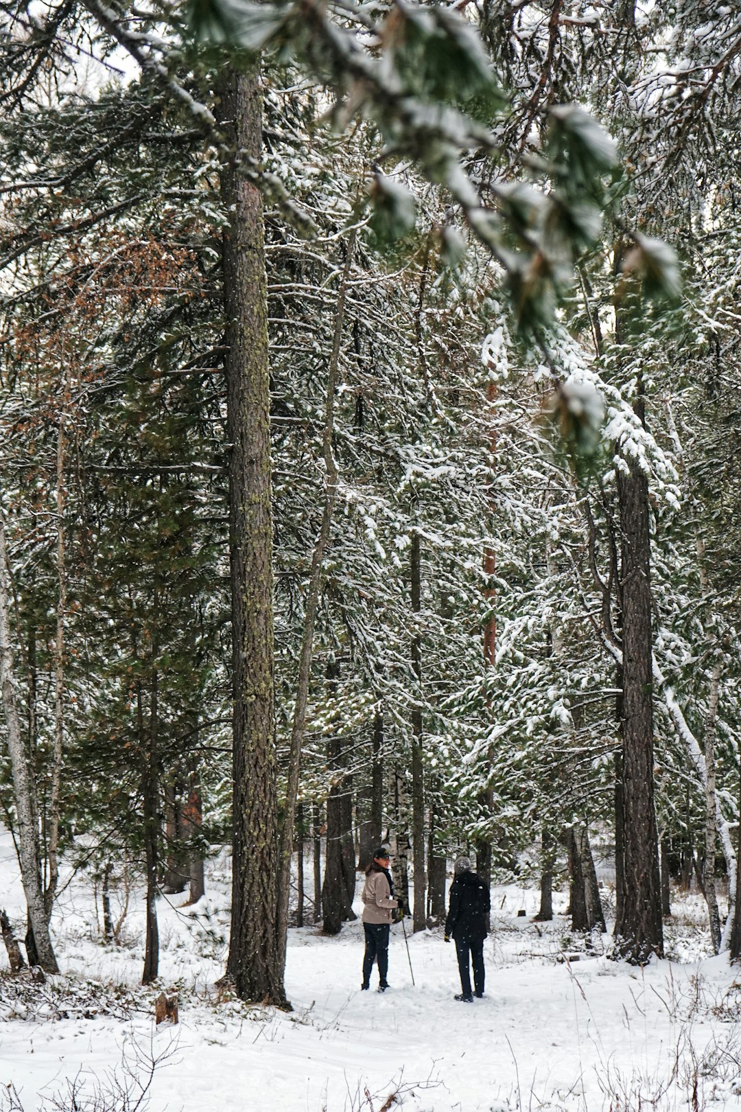 What is the ordinary timeline for offering Maine land for money?