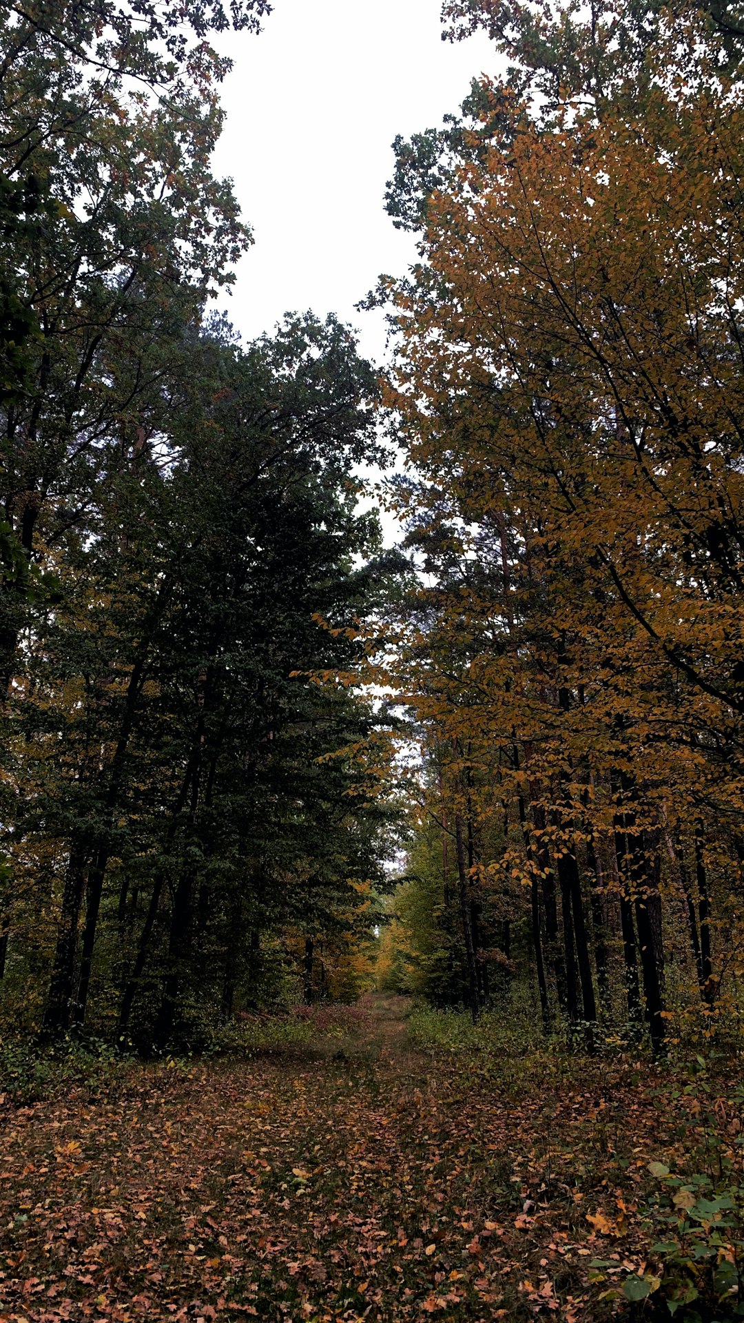 Structure Your Dream: The Prospective of Texas Land