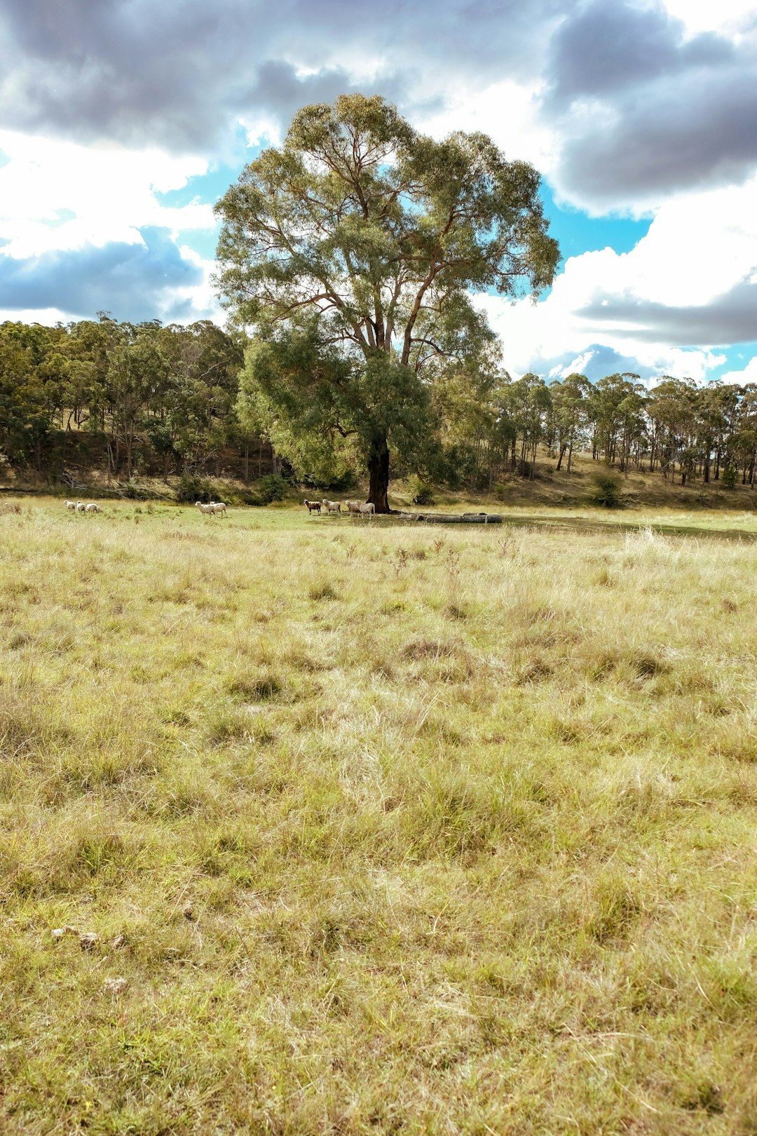 Building Your Desire: The Potential of Texas Land