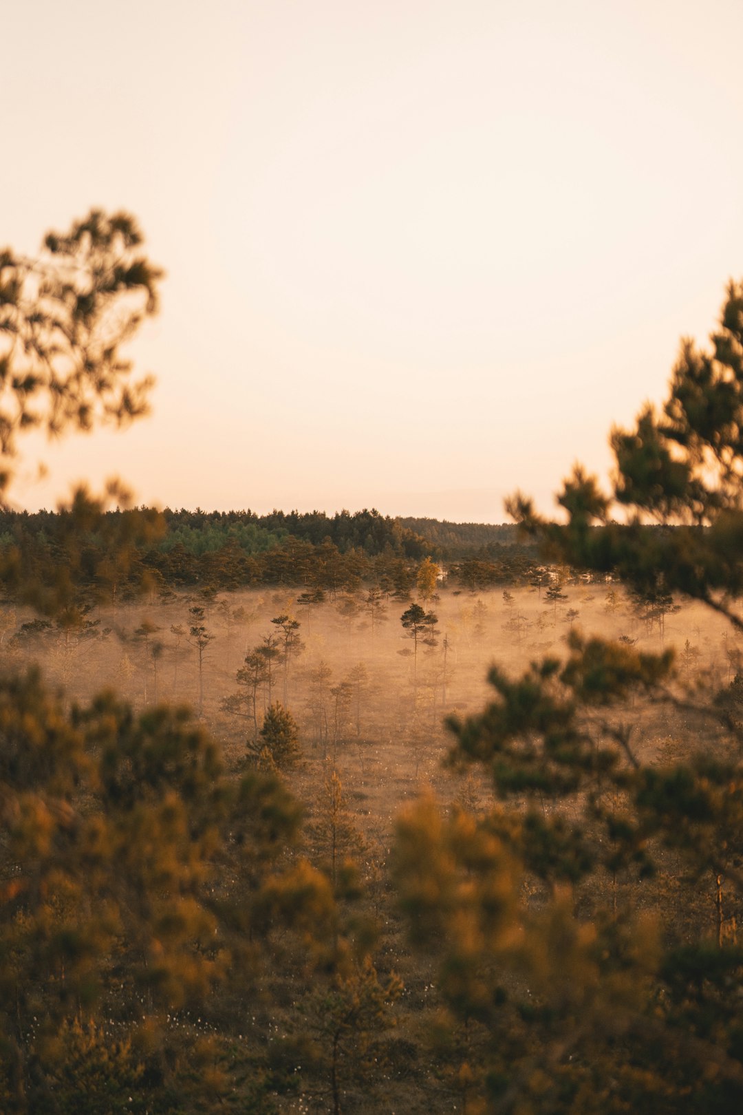 Amenities and Functions of Texas Characteristic