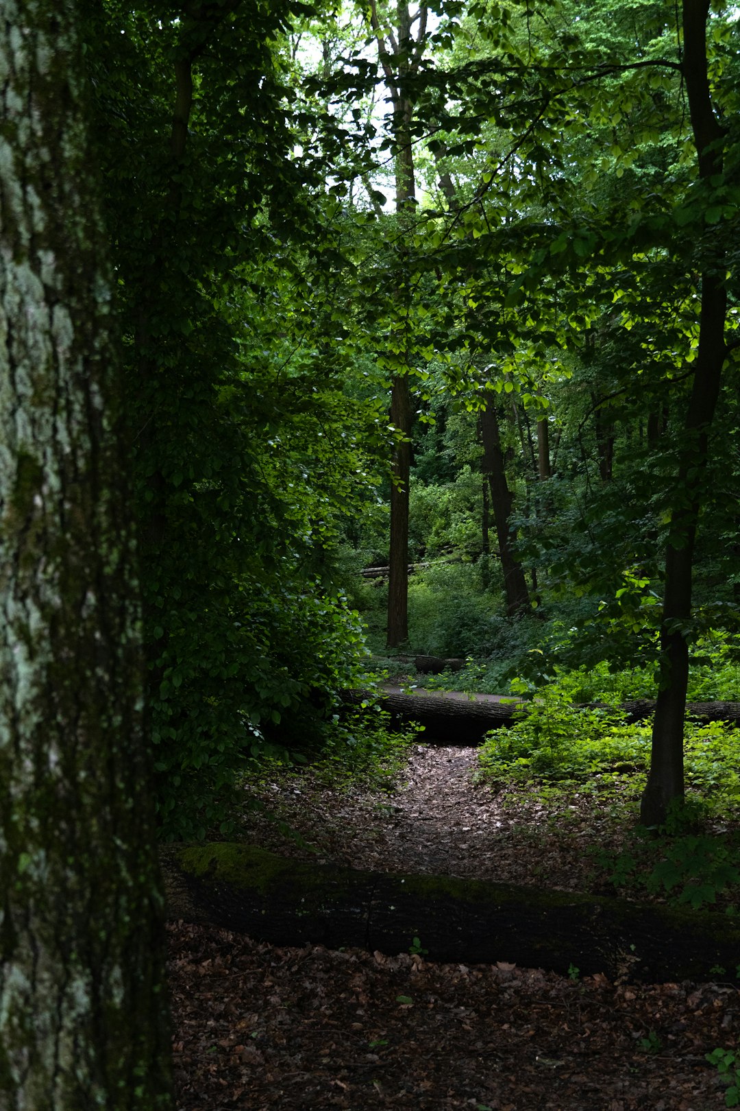 Sell North Carolina land for cash