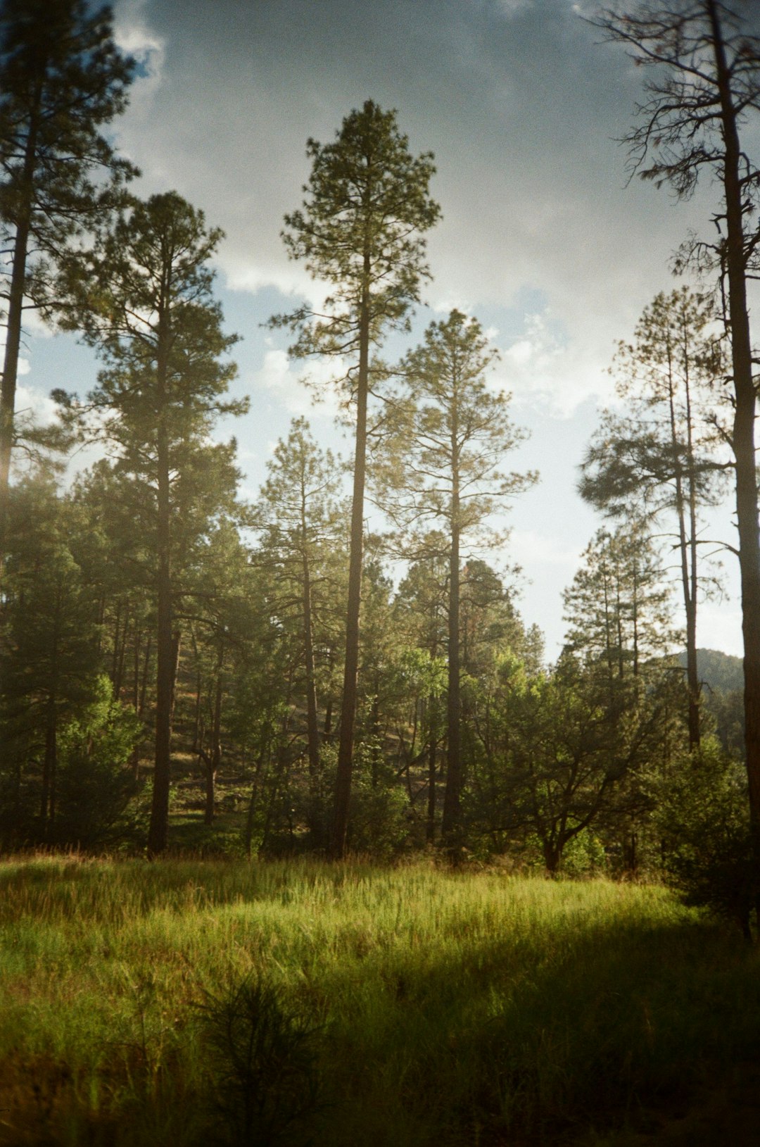 Browsing the Sale Refine Within a Land Trust