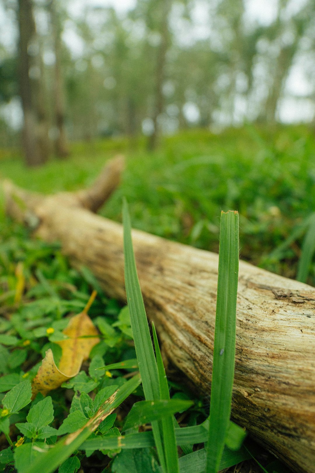 How to Phase Your Michigan Land for Optimum Charm